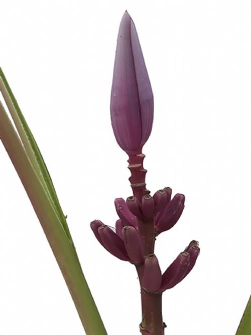 MUSA ROYAL  PURPLE BANANA FLOWER